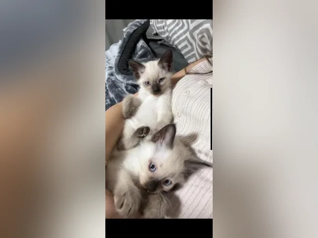 Chaton Siamois