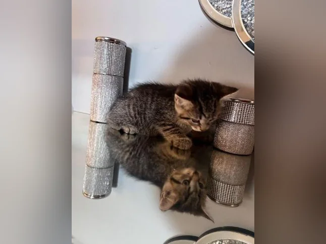 Vente de chat