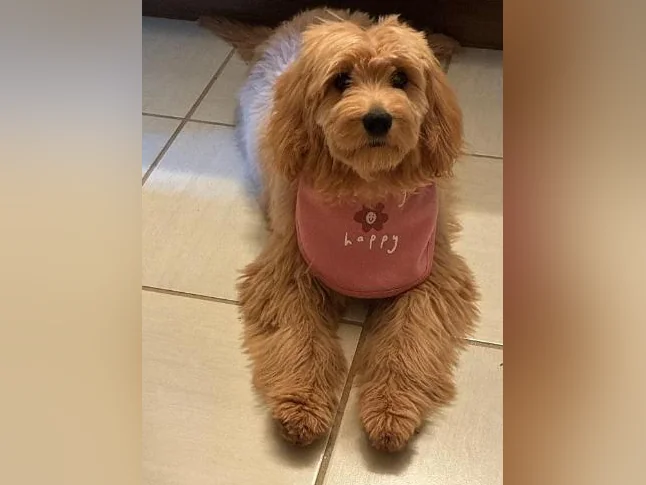 Goldendoodle miniature à vendre