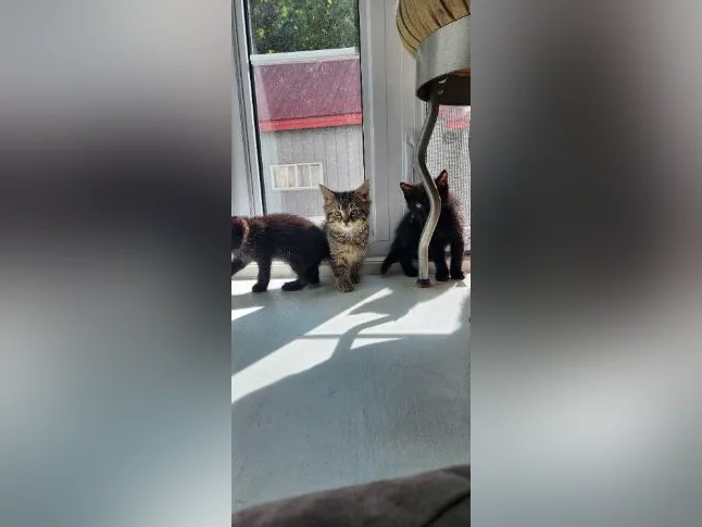 Chatons prêts pour l adoption
