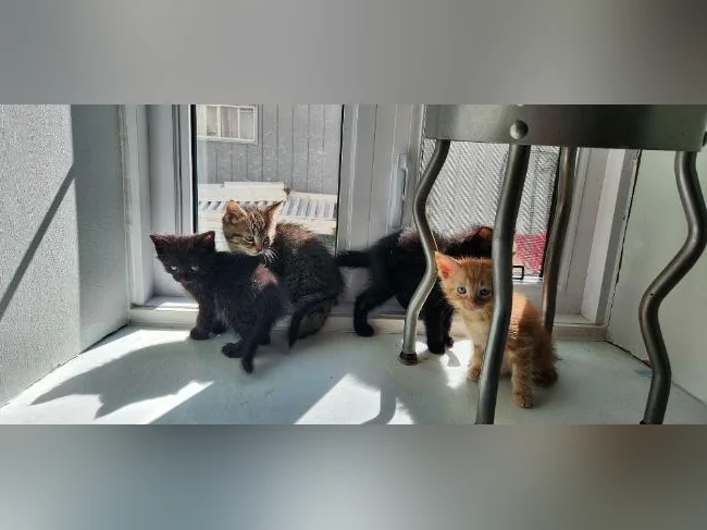 Chatons prêts pour l adoption thumbnail 3