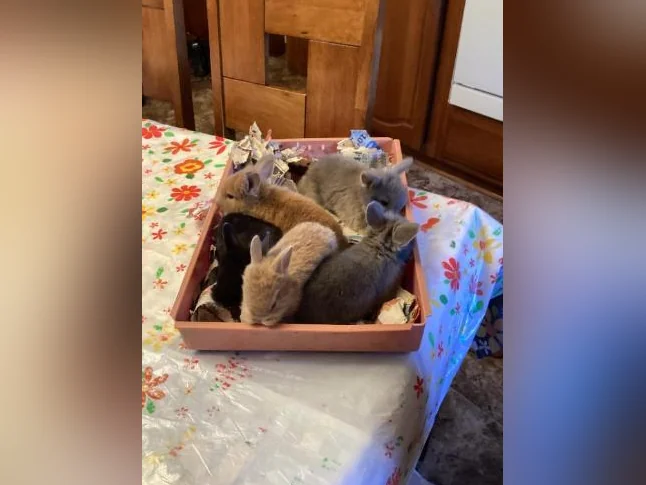 Lapins nains croisés têtes de lions.