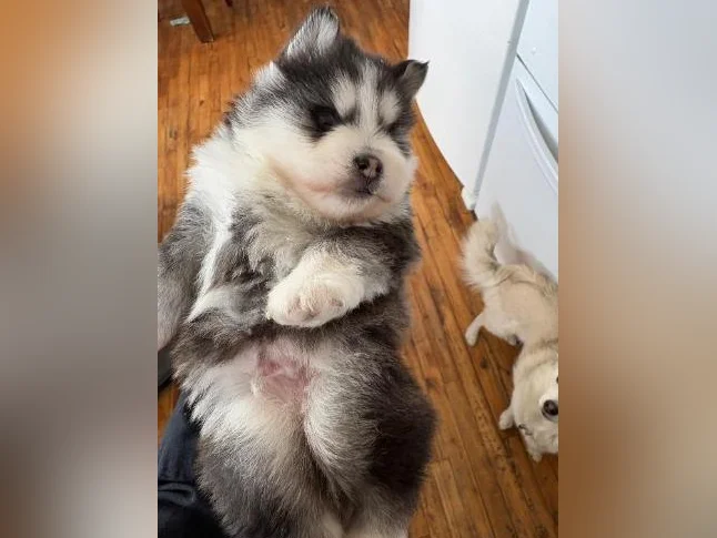 Pomsky chioy