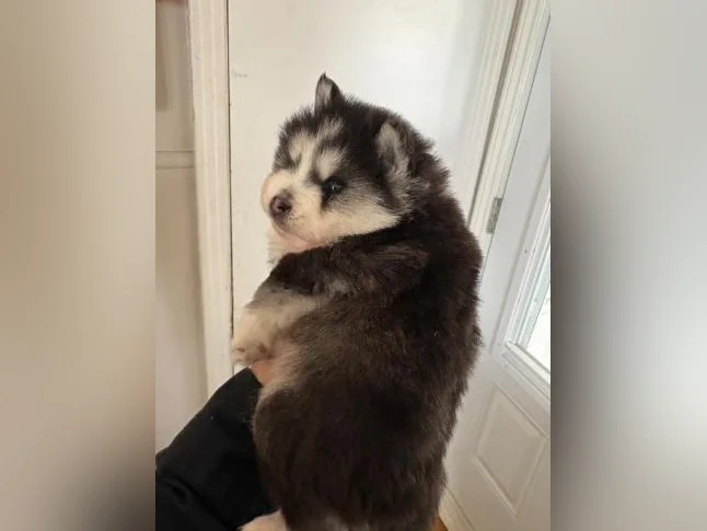 Pomsky chioy thumbnail 3