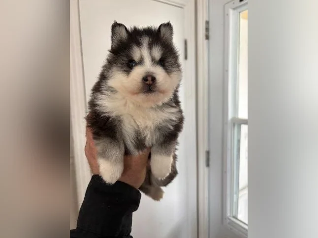 Pomsky chioy thumbnail 2