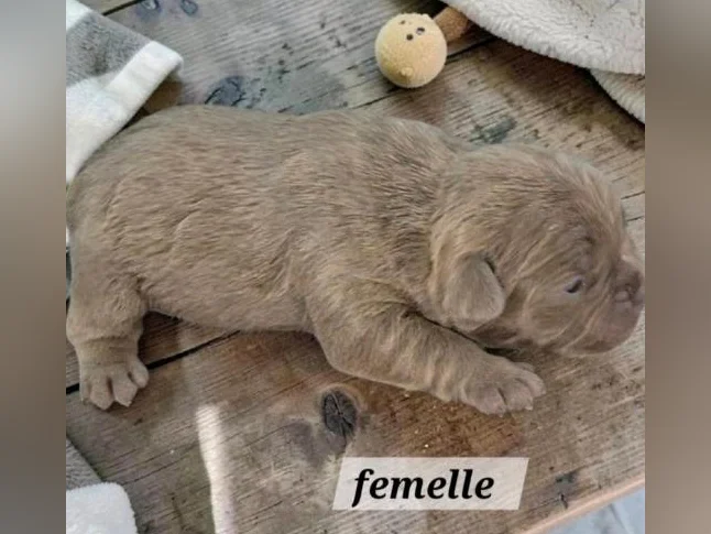 Frenchton 25/75 thumbnail 2