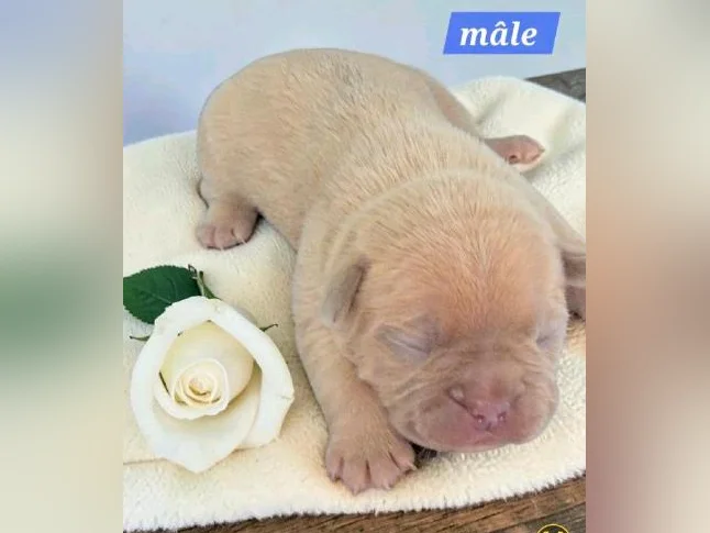 Frenchton 25/75 thumbnail 8