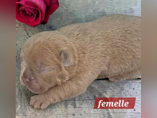 Frenchton 25/75 thumbnail 5