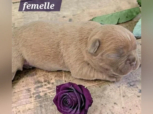 Frenchton 25/75 thumbnail 3