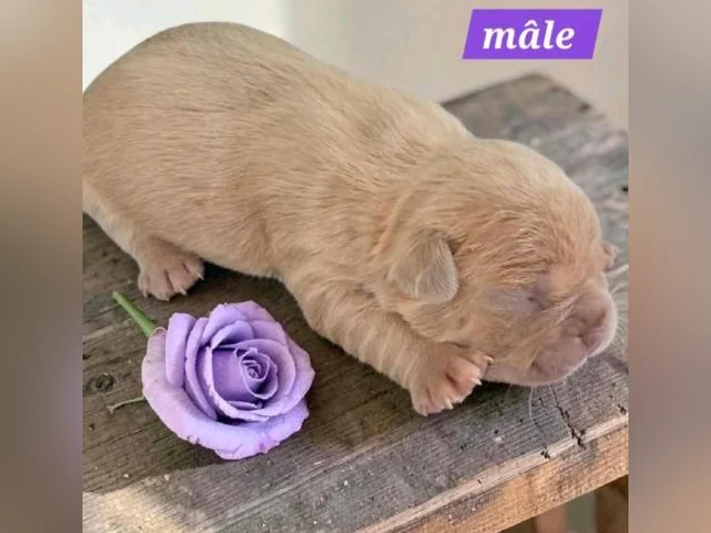 Frenchton 25/75 thumbnail 7
