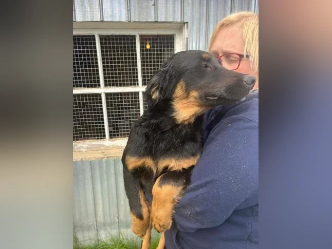 Chiots qui se cherche une famille pour la vie
