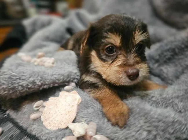 Il ne reste qu' un male et une femelle yorkshire brun a adopter seulement thumbnail 3