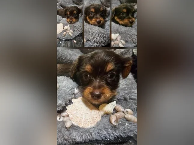 Il ne reste qu' un male et une femelle yorkshire brun a adopter seulement thumbnail 6