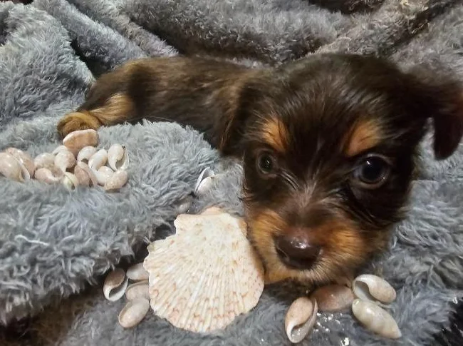 Il ne reste qu' un male et une femelle yorkshire brun a adopter seulement thumbnail 10