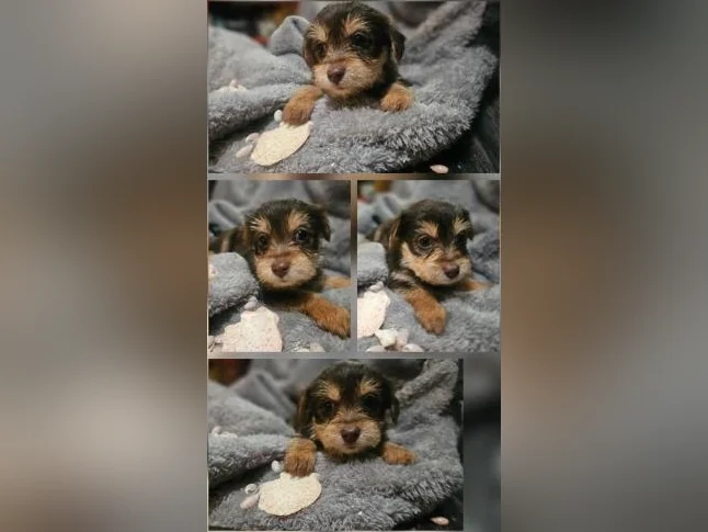Il ne reste qu' un male et une femelle yorkshire brun a adopter seulement