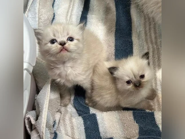 CHATON HIMALAYEN PERSAM LINX thumbnail 2