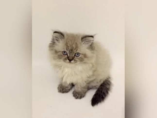 CHATON HIMALAYEN PERSAM LINX thumbnail 6