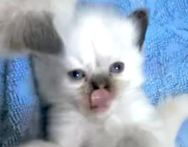 CHATON HIMALAYEN PERSAM LINX thumbnail 4