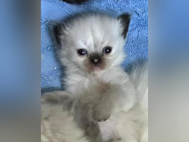 CHATON HIMALAYEN PERSAM LINX thumbnail 3