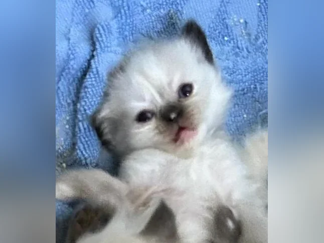 CHATON HIMALAYEN PERSAM LINX thumbnail 5