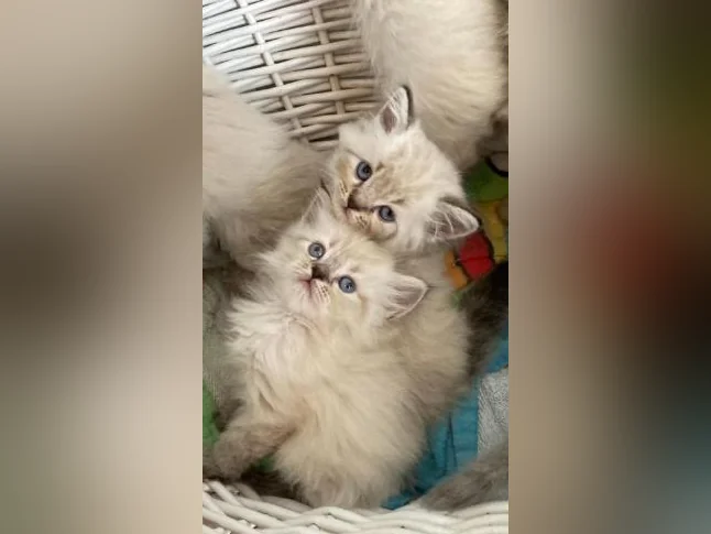 CHATON HIMALAYEN PERSAM LINX