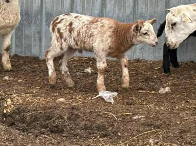 mouton: 2 magnifiques agneaux katahdin disponible