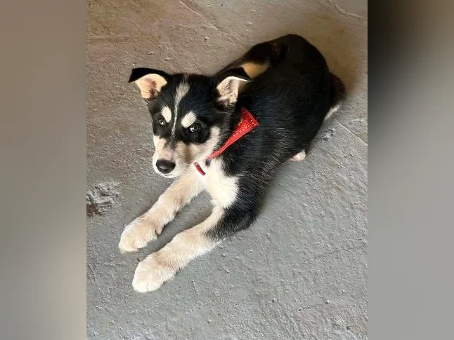 Chiot husky male 2 mois 418-933-2354 thumbnail 2