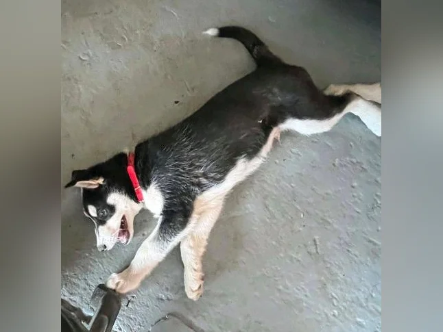 Chiot husky male 2 mois 418-933-2354