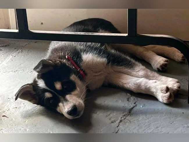 Chiot husky male 2 mois 418-933-2354 thumbnail 4