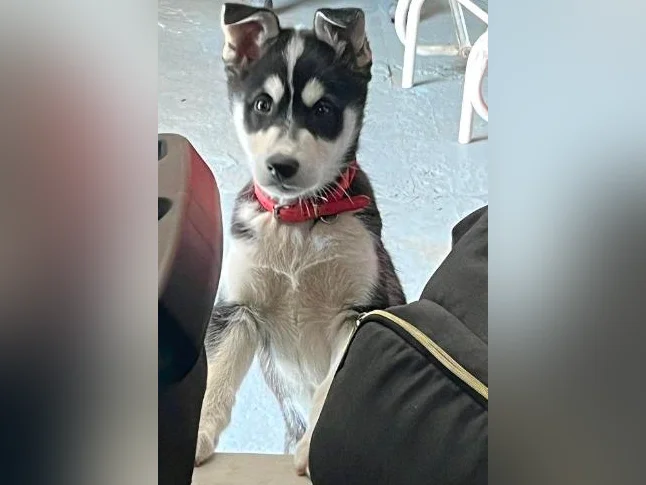 Chiot husky male 2 mois 418-933-2354 thumbnail 3