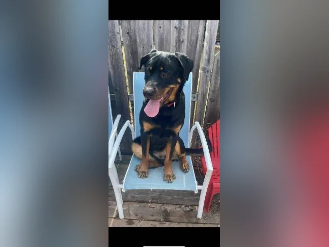 Rottweiller à vendre