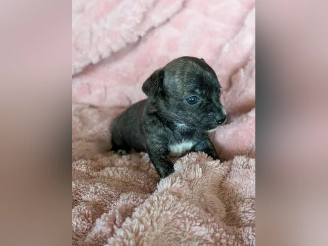 Chiwawa croisé Pinshe nain thumbnail 5