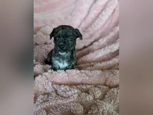 Chiwawa croisé Pinshe nain thumbnail 10