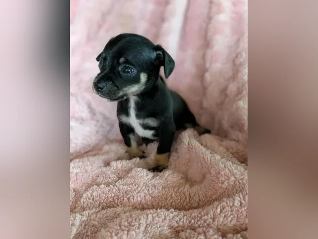 Chiwawa croisé Pinshe nain thumbnail 7
