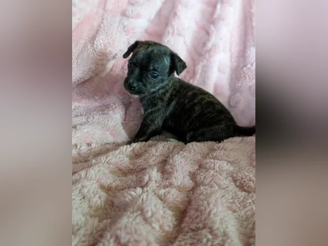 Chiwawa croisé Pinshe nain thumbnail 9
