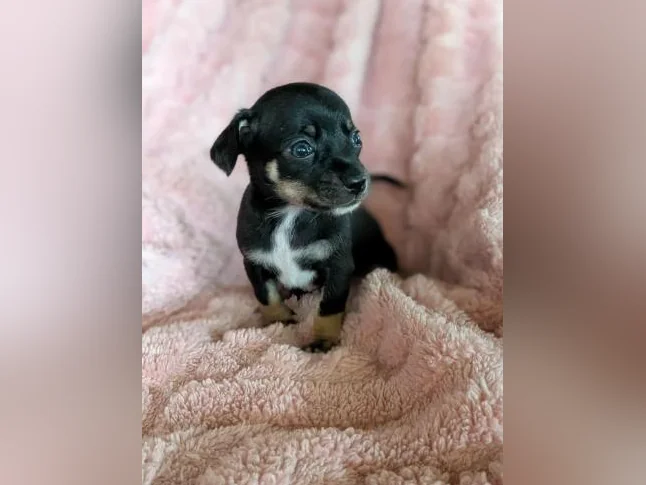 Chiwawa croisé Pinshe nain thumbnail 8