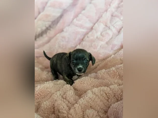 Chiwawa croisé Pinshe nain thumbnail 3