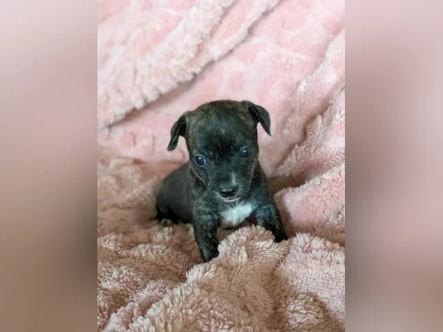 Chiwawa croisé Pinshe nain thumbnail 6