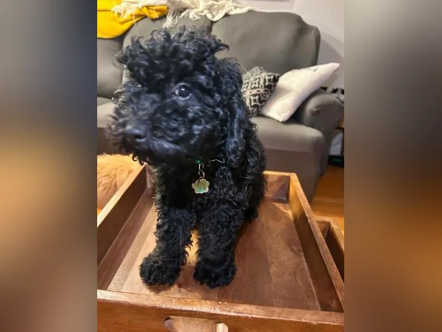 Chiot Goldendoodle thumbnail 2