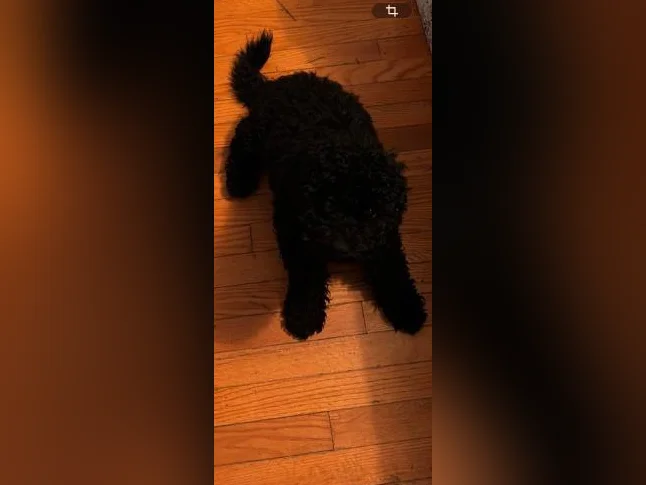 Chiot Goldendoodle thumbnail 7