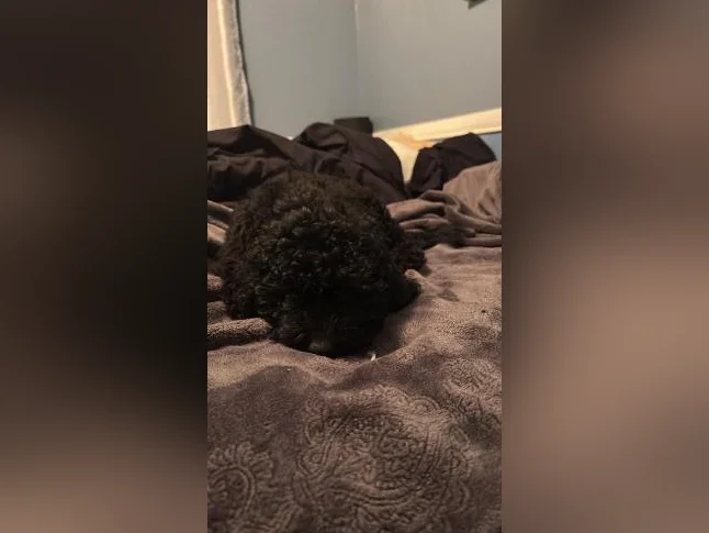 Chiot Goldendoodle thumbnail 5