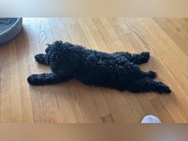 Chiot Goldendoodle thumbnail 4
