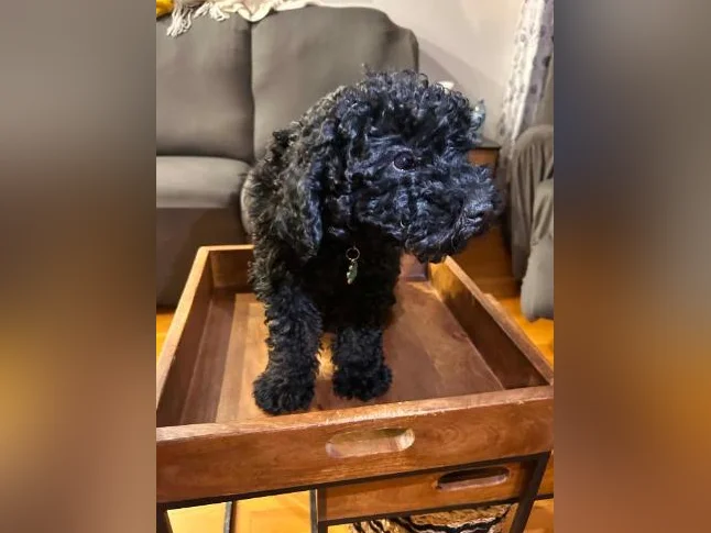 Chiot Goldendoodle thumbnail 3