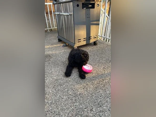 Chiot Goldendoodle thumbnail 6