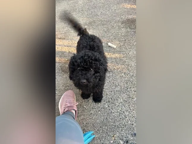 Chiot Goldendoodle