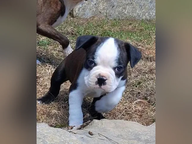 beau chiot Boston terrier