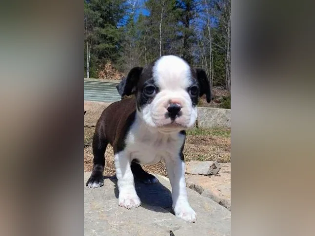 beau chiot Boston terrier thumbnail 2