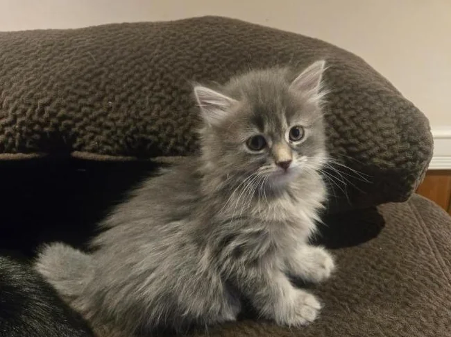 CHATONS À DONNER thumbnail 7