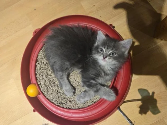 CHATONS À DONNER thumbnail 6