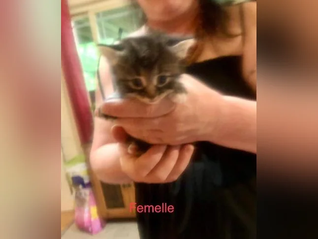 Magnifiques petits chatons disponibles pour adoption ! thumbnail 8